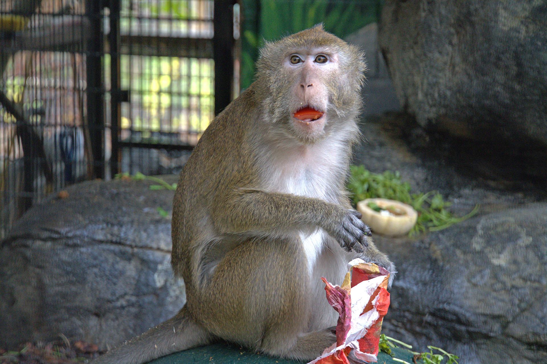 Zoo Macaque Monkey