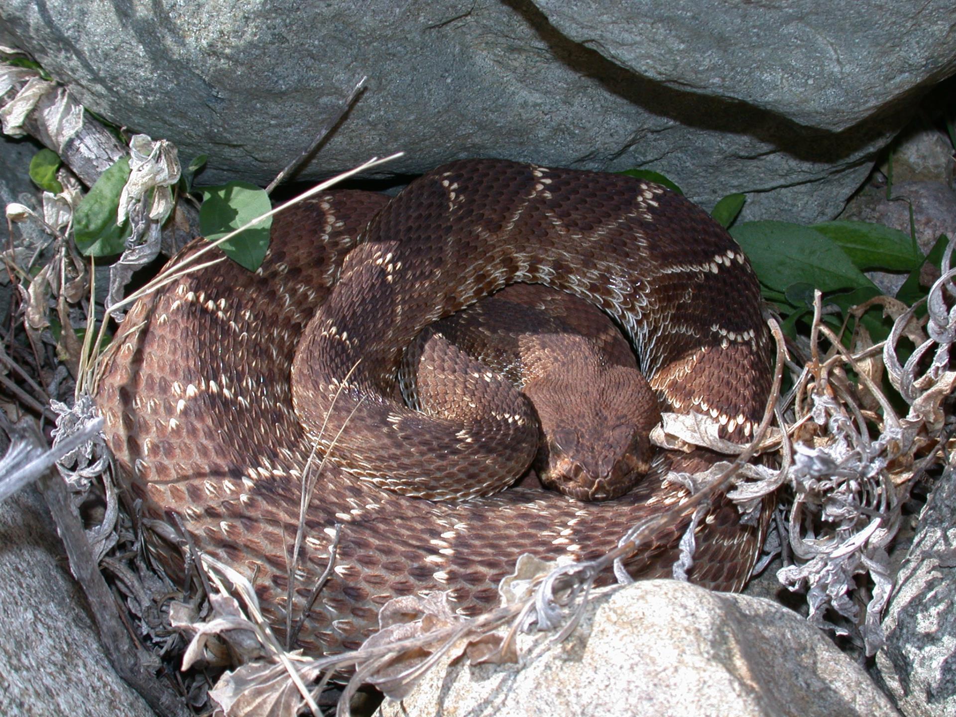 Coiled up rattlesnake in the rocks