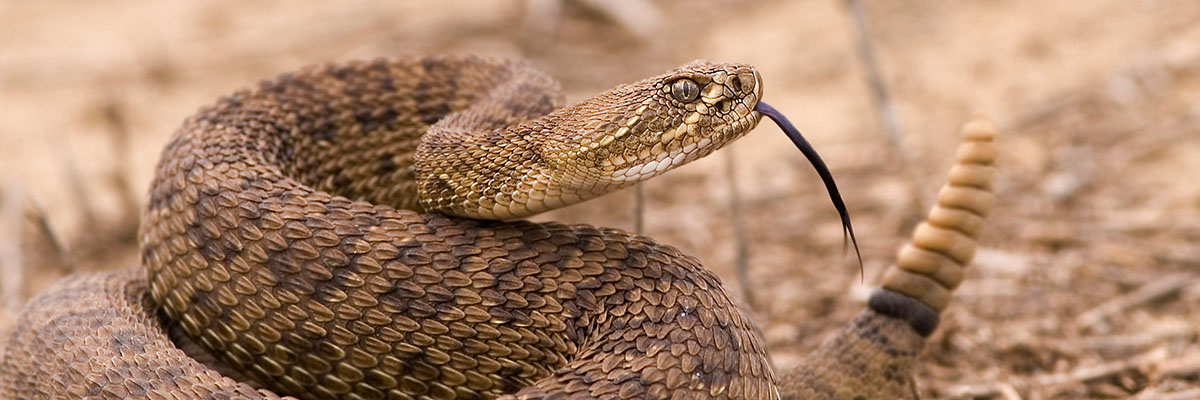 Image of Rattle Snake in Folsom