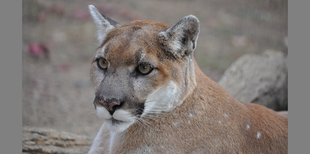 Zoo Cougar professional close-up picture with a rock and dirt in the background, showing the cougar's still face, green eyes, and light brown and white fur, and white whiskers