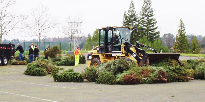 christmas tree donation and clean up for wood chips. bulldozer grabbing several trees with other workers in the background on a gloomy day
