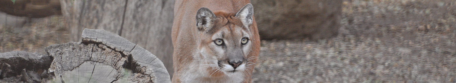 Zoo Cougar Page Banner