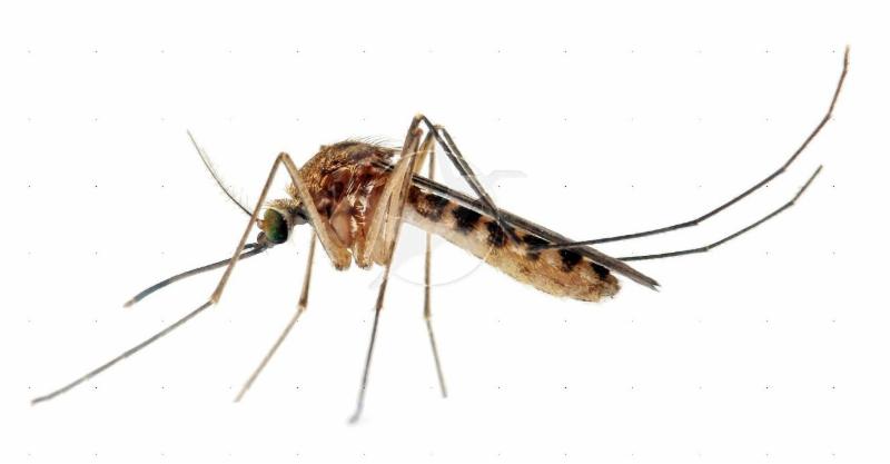 stock image of a close-up of a mosquito
