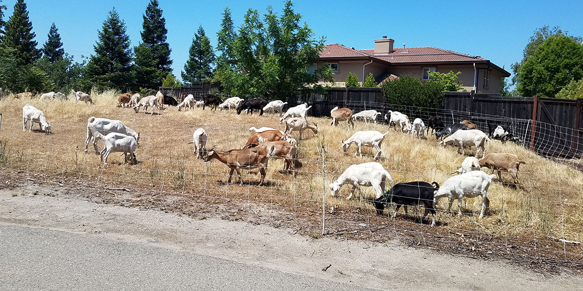 Several weed abatement Goats in a fenced area feeding on dry grass to prevent wildfires