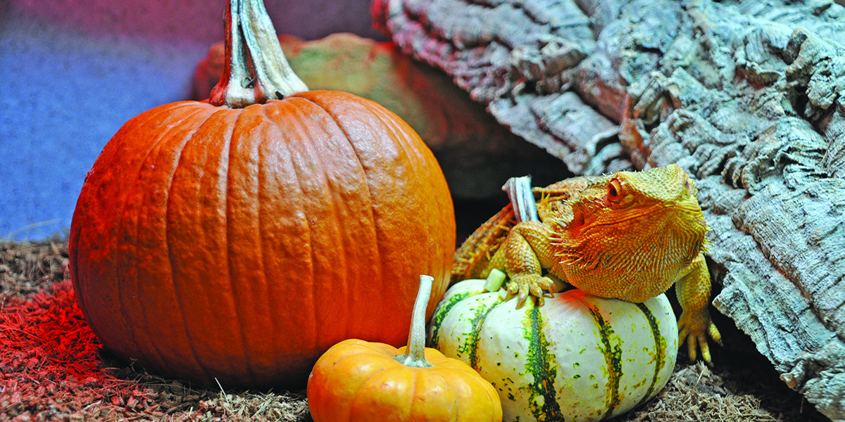 Zoo Halloween Lizard climbing on 3 various colored and sized pumpkins with a piece of wood to the right