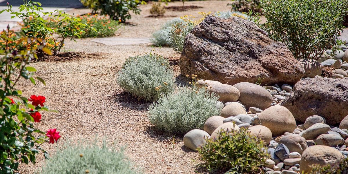 landscape of grass for turf replacement with desert plants, shrubs, bushes, and rocks