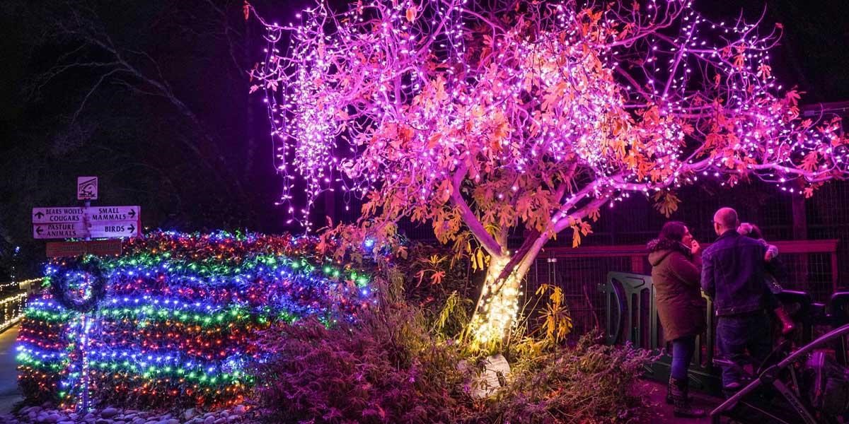 wild nights and holiday lights multicolored lit bush with a pink lit tree next to it and a family looking at the lights