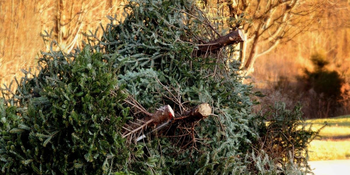 Getty Images of cut down christmas trees on their sides with other trees and grass in the background