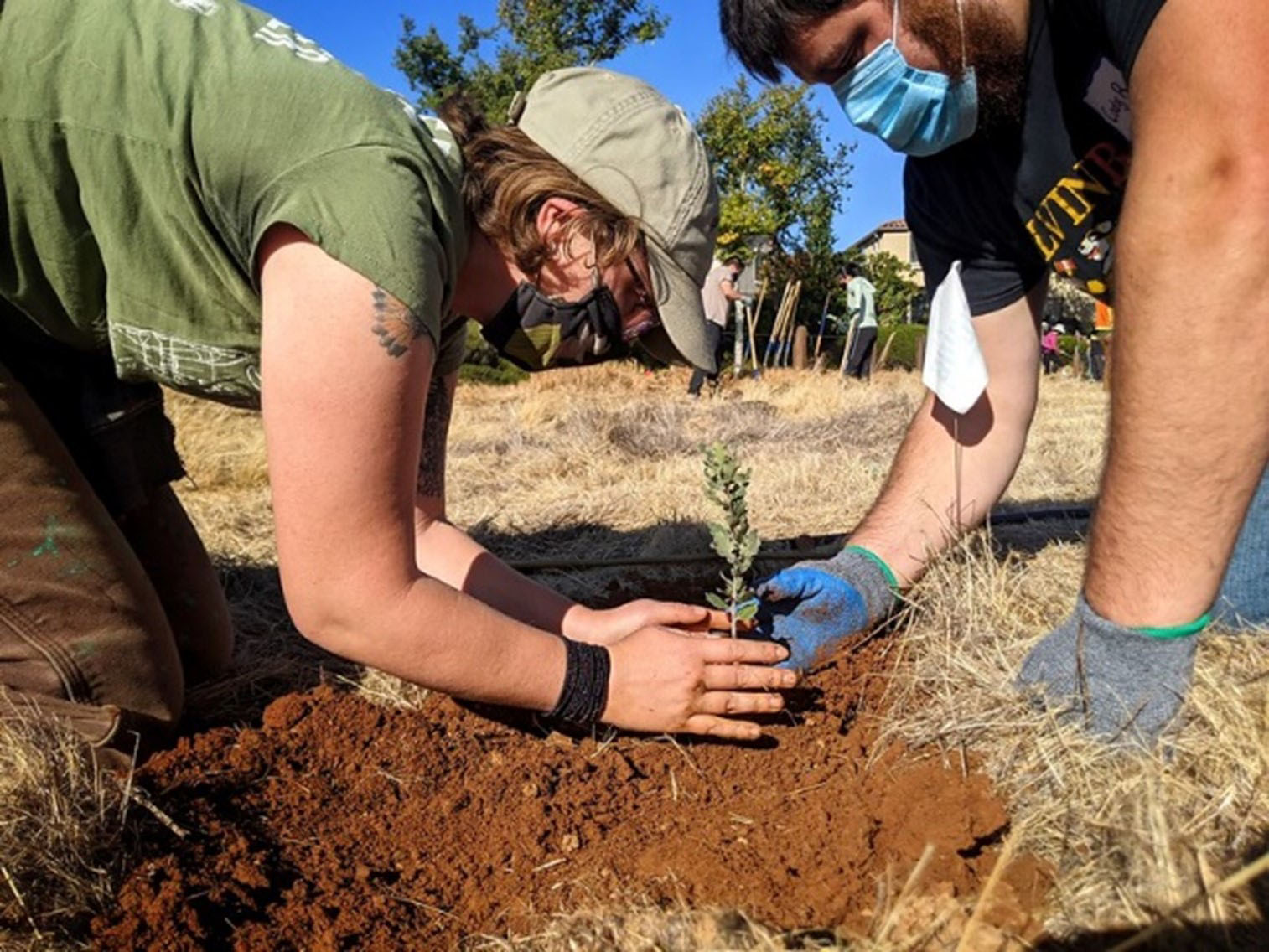 2 Volunteers Planting Trees in Folsom, one wearing a green shirt, brown pants, and a beige hat and the other wearing a black shirt with blue jeans both wearing masks