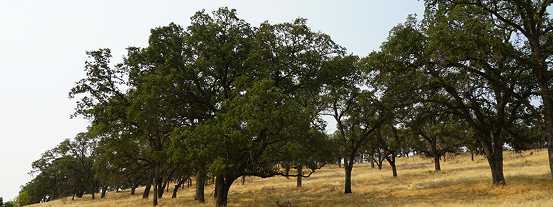 Arborist Services page header. Grassy hill with many large trees throughout the hill.